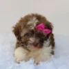 Amelia - Available Now
