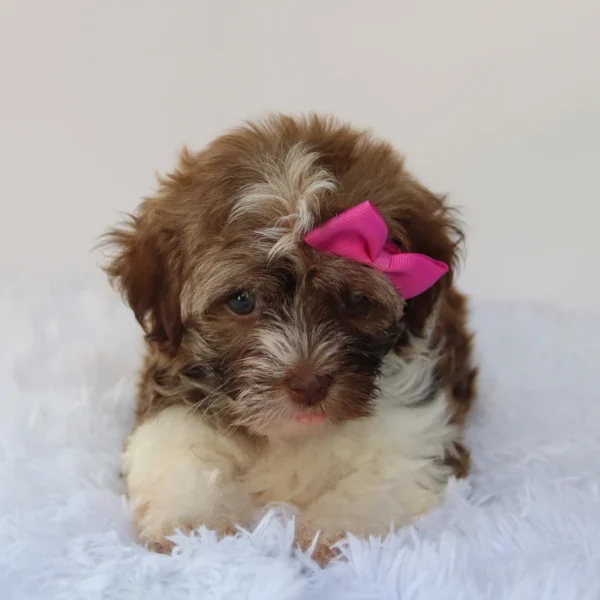 Amelia - Available Now