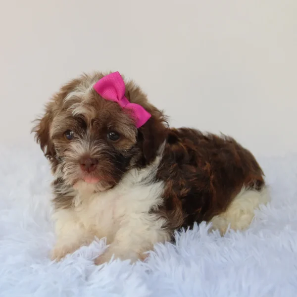 Amelia - Available Now