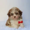 Sammy