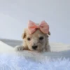 Laraline - Available Now