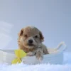 Ty - Available Now