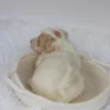 Shaun