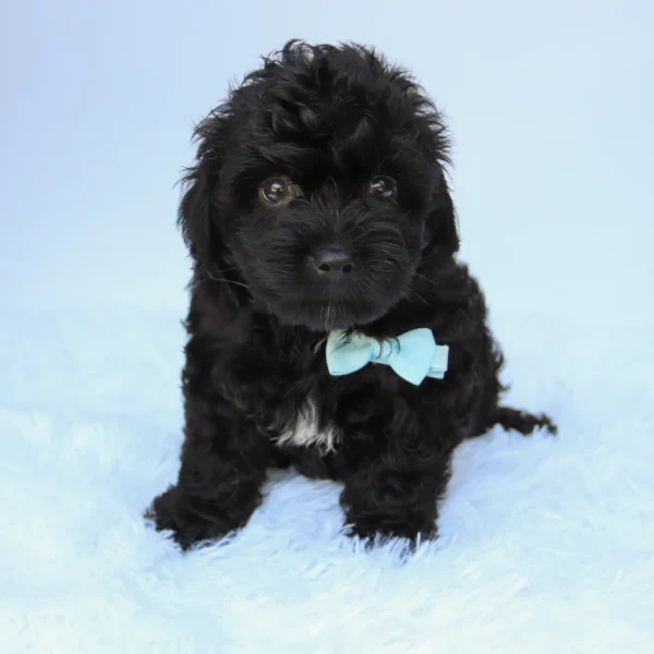 Bruiser - Available Now