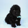 Bruiser - Available Now