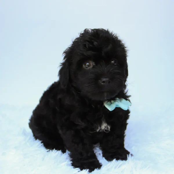 Bruiser - Available Now