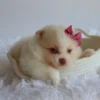 Layla - Available Now
