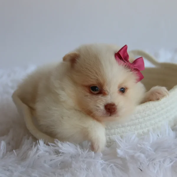 Layla - Available Now
