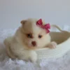 Layla - Available Now