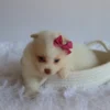 Layla - Available Now