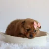 Matilda - Available Now