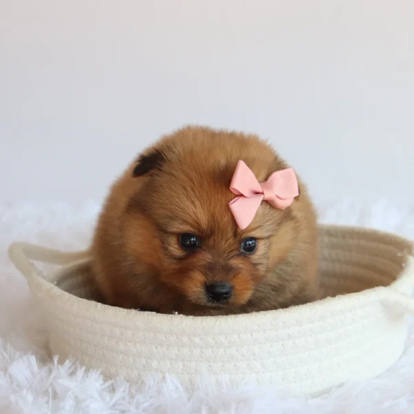 Matilda - Available Now