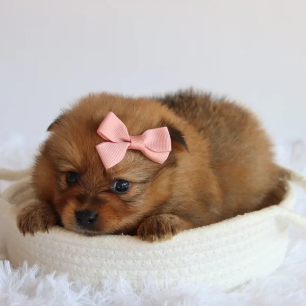 Matilda - Available Now