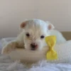 Manny