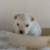 Manny