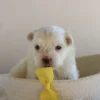 Manny