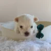 Ledger
