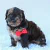 Mackie - Available Now