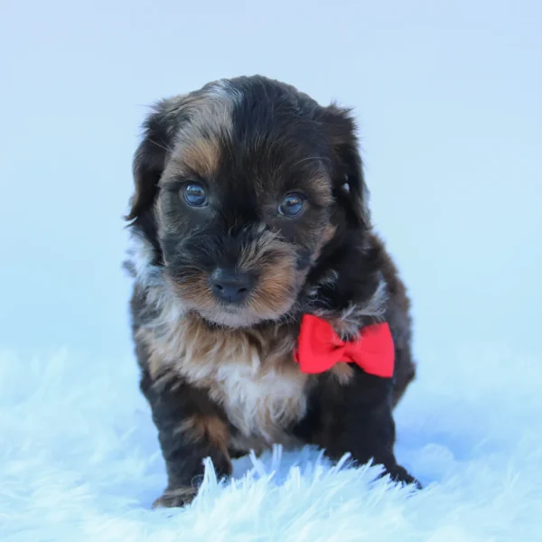 Mackie - Available Now