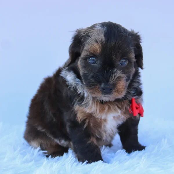 Mackie - Available Now