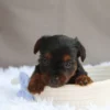 Desmond - Available Now