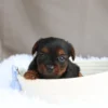 Desmond - Available Now