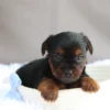 Desmond - Available Now