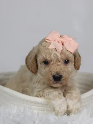 Hazel