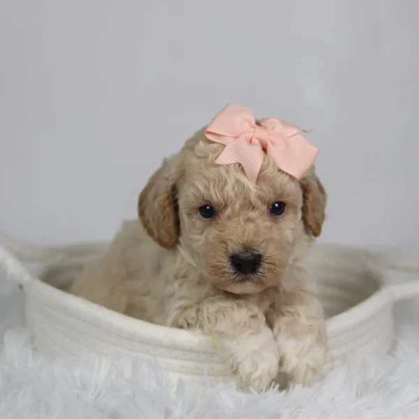 Hazel