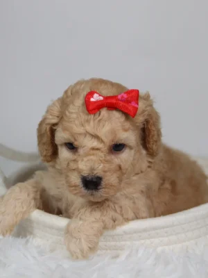 Fluffy