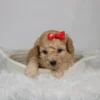 Fluffy