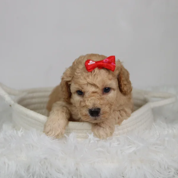 Fluffy