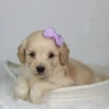 Payton