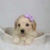 Payton