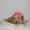 Fren