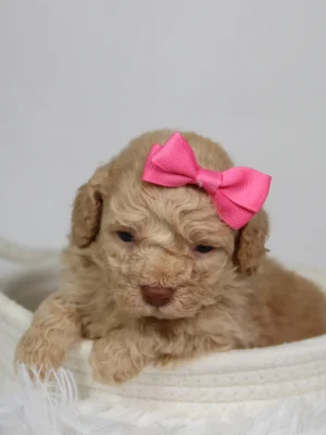 Fren
