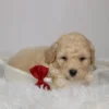 Ronan