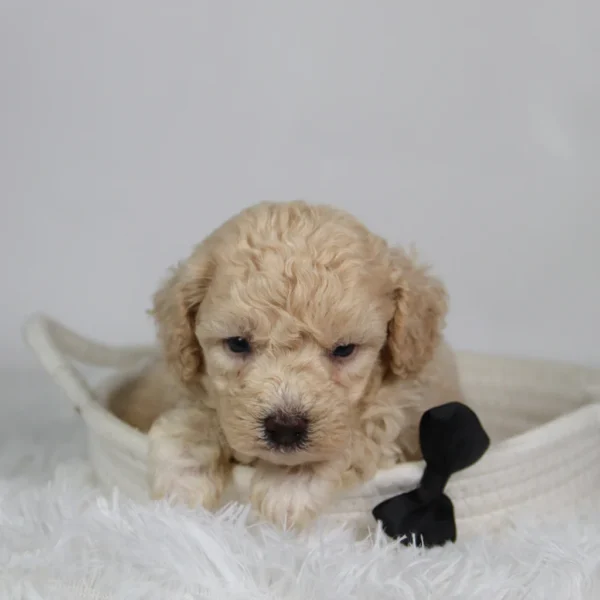 Ryder