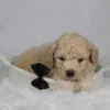Ryder