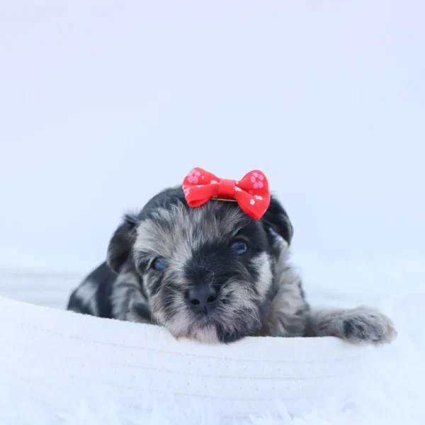 Arya