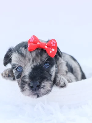 Arya