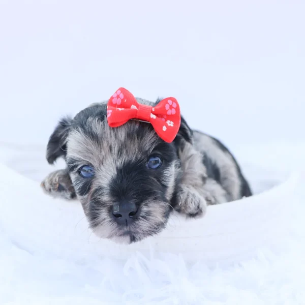 Arya