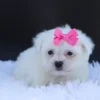 Avery - Available Now