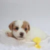 Bonno