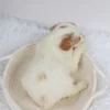 Bonno