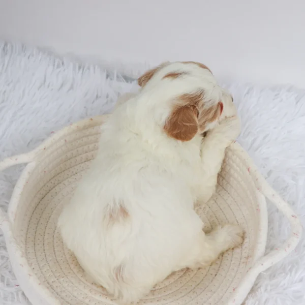 Bonno