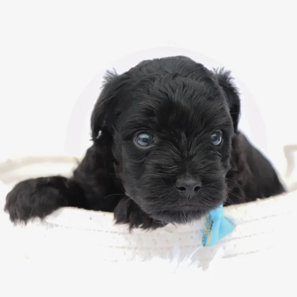 Bruiser - Available Now