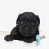 Bruiser - Available Now