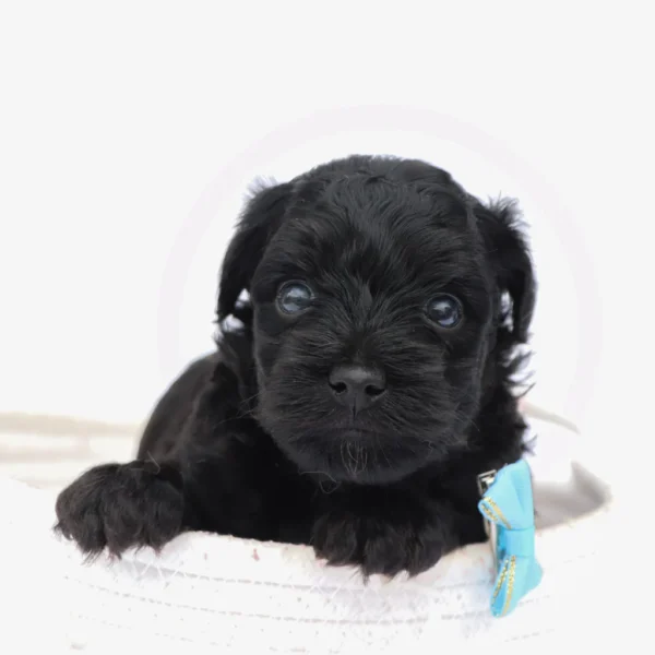 Bruiser - Available Now