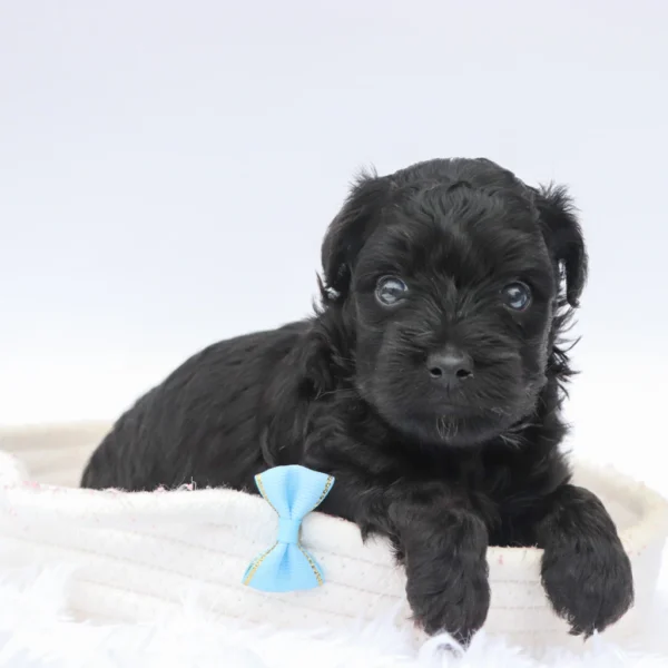 Bruiser - Available Now